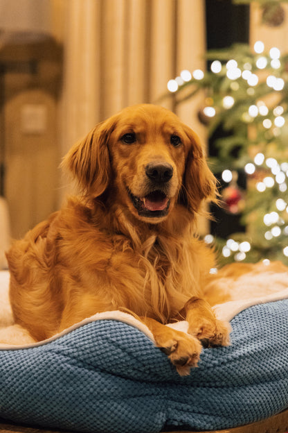 GRANDTIES グランタイズ ペットベッドカドラー 【XLサイズ】